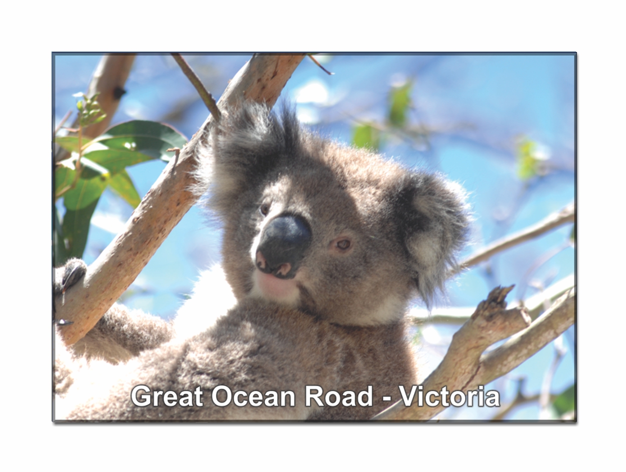 Koala Great Ocean Road