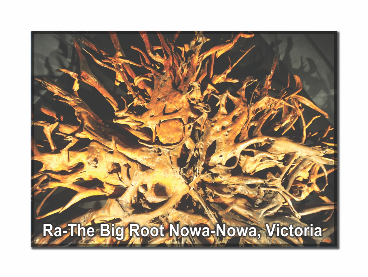 The Big Root